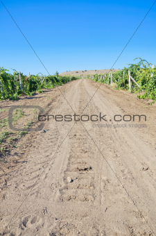 Road in vineyard in summe