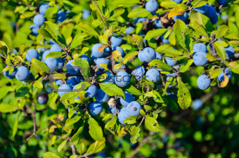 Berries of blackthorn