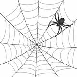 A Spiderweb with Spider on white background.