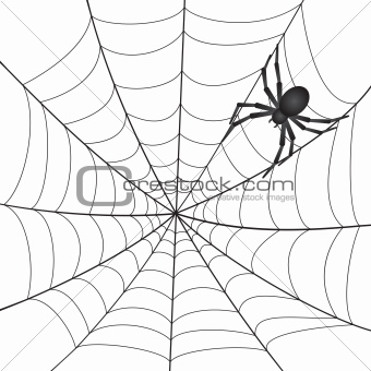 A Spiderweb with Spider on white background.