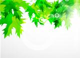 Vector abstract green leaf background