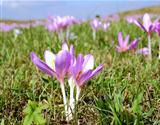 mountain meadow with crocus