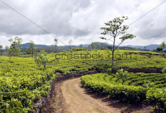 Tea trees on the plantations