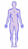 male human anatomy front