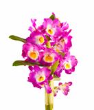 Pink orchid flower branch