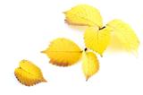 alder leaves