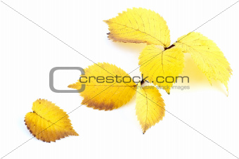 alder leaves