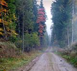 Rural road at forest of Lithuania