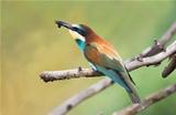 European Bee-eater or Merops apiaster