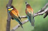 European Bee-eaters on branch