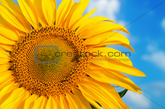 sunflower with bee with cloudy sky over it