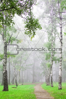 Mist in autumn birch grove early morning