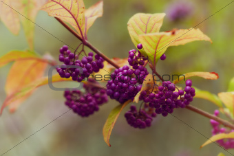 Purple Beautyberry. Autumn scenery