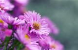 Aster Flowers