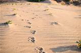 Dogs track in sand