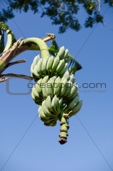 bananas on tree and sky