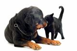 rottweiler and cat
