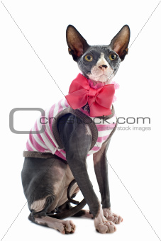 dressed Sphynx Cat