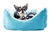 chihuahuas and dog bed