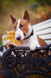 Portrait of a red bull terrier on a bench