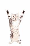 cat are standing and rising hand on the white background