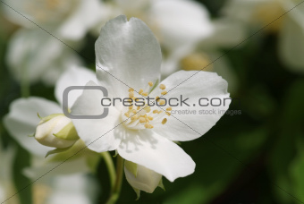 White blossom of sweet mock orange (Philadelphus coronarius)