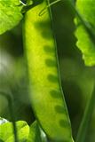 Young ecologic green pea