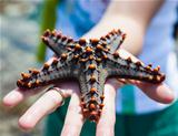 Holding a starfish