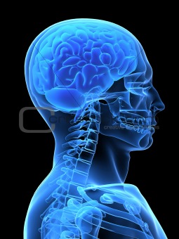 x-ray head with brain