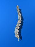 human spine