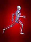 running man anatomy