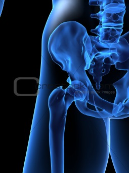 human x-ray hip