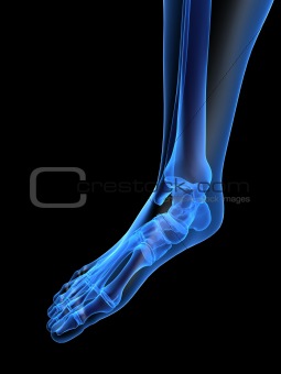 human foot