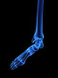 human x-ray foot