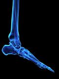 skeletal foot