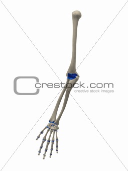 skeletal arm