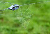 close-up of a spiderweb
