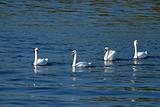 Four swans