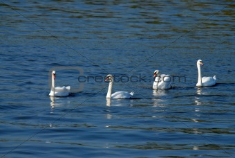 Four swans