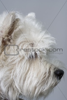 white terrier