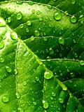 leaf  water drop