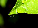 leaf  water drop