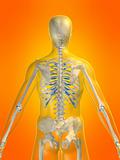 human skeletel back
