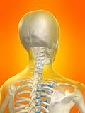 skeletal neck