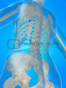 human skeletel back