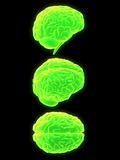 green brains