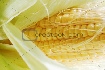 Fresh corn in cob