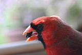 Closeup of Cardinal
