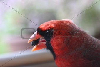 Closeup of Cardinal