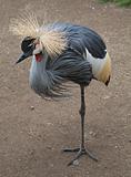 Standing Crowned Crane